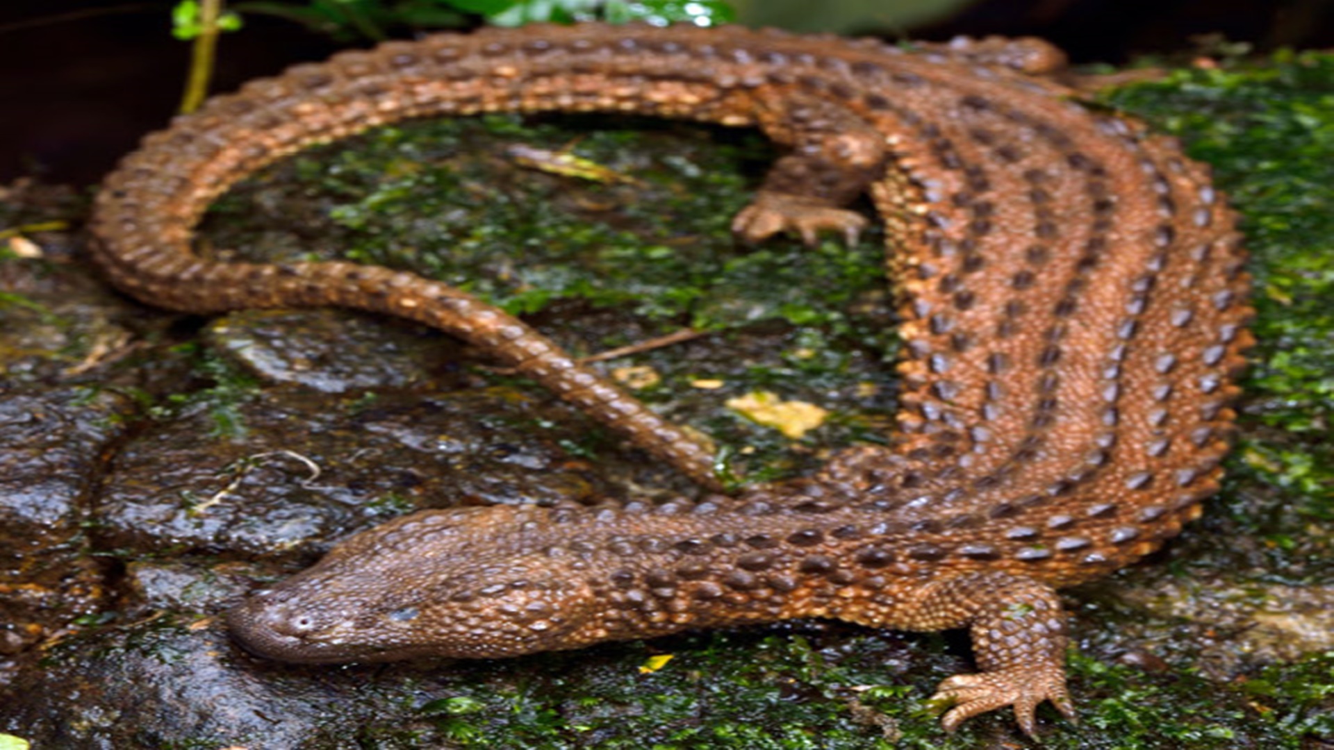 Hewan Misterius yang Hanya ada di Indonesia