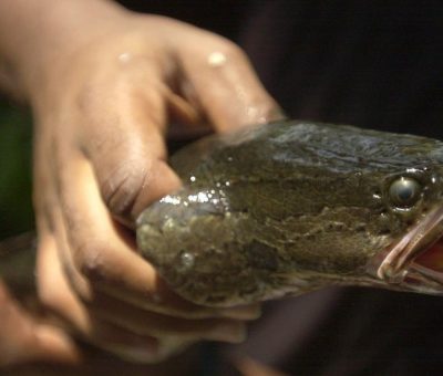 Ikan Kepala Ular Sampai ke Georgia, Otoritas Lokal