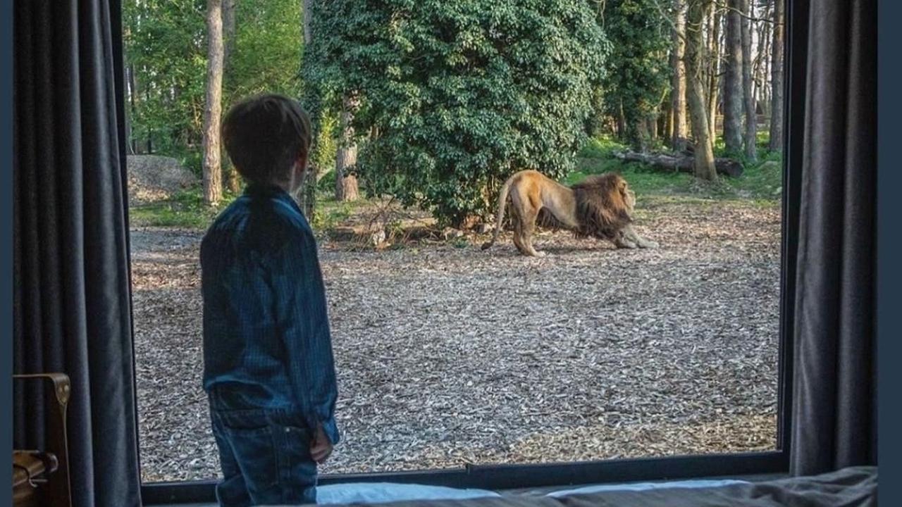 Hotel Unik Ini Tawarkan Sensasi Menginap Bersama Singa, Berminat?