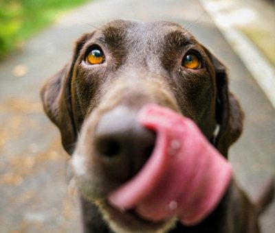 5 Bahaya yang Mengintai Jika Mengonsumsi Daging Anjing